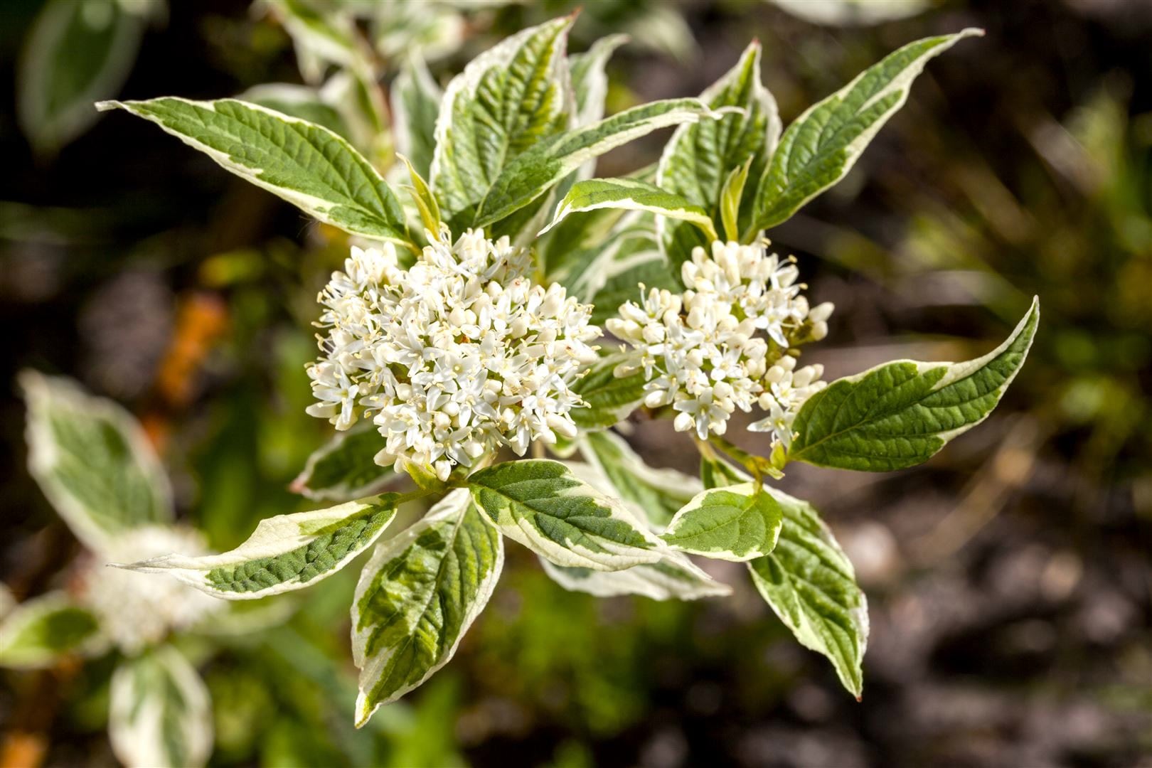 Cornus alba 'Sibirica Variegata', Hartriegel, wei&szlig;-bunt, 100&ndash;150 cm - Bild 1