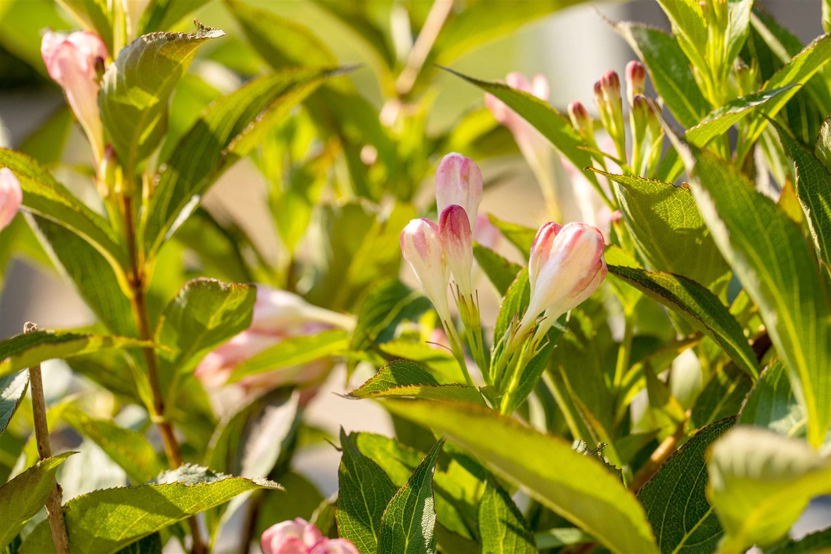 Weigela 'All Summer Peach', Weigelie, pfirsichfarben, 30&ndash;40 cm - Bild 1