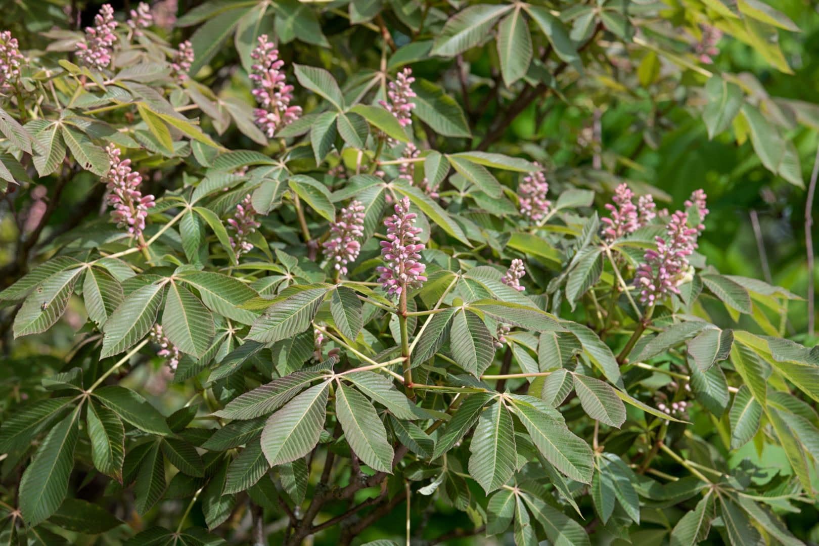 Aesculus pavia 'Rosea Nana', Zwerg-Rotkastanie, rosa Bl&uuml;ten, 60 cm Stammh&ouml;he - Bild 1