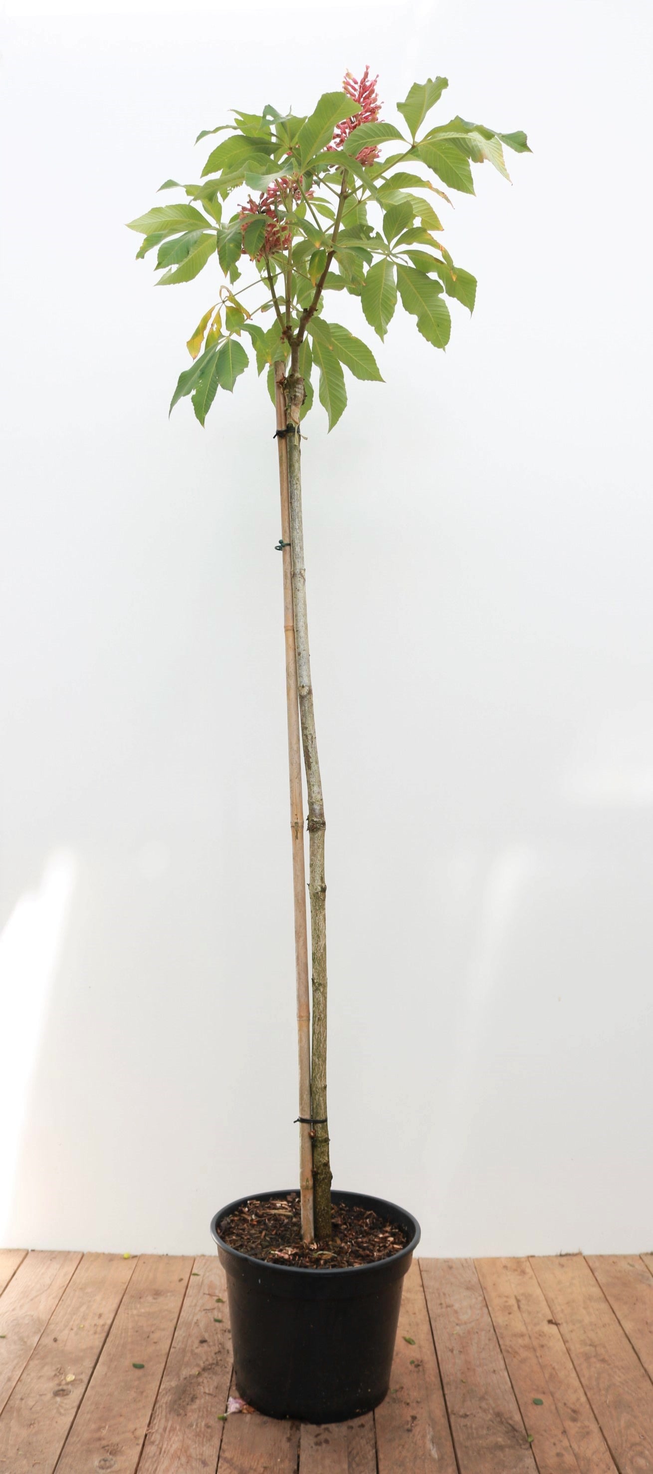 Aesculus pavia 'Rosea Nana', Zwerg-Rosskastanie, rosa Bl&uuml;ten, 100 cm Stammh&ouml;he - Bild 1