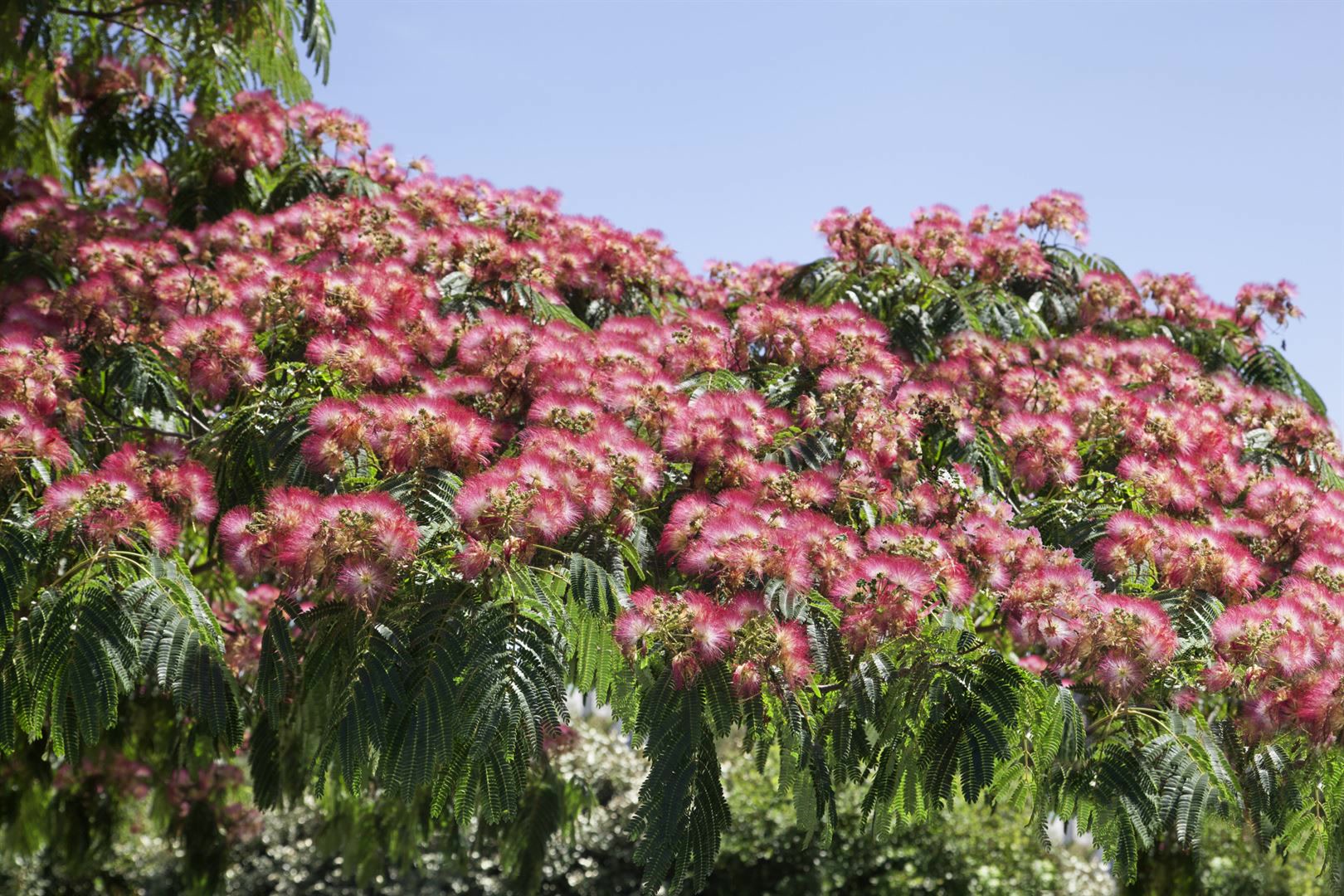 Albizia julibrissin 'Ombrella', Seidenbaum, 40&ndash;60 cm - Bild 1