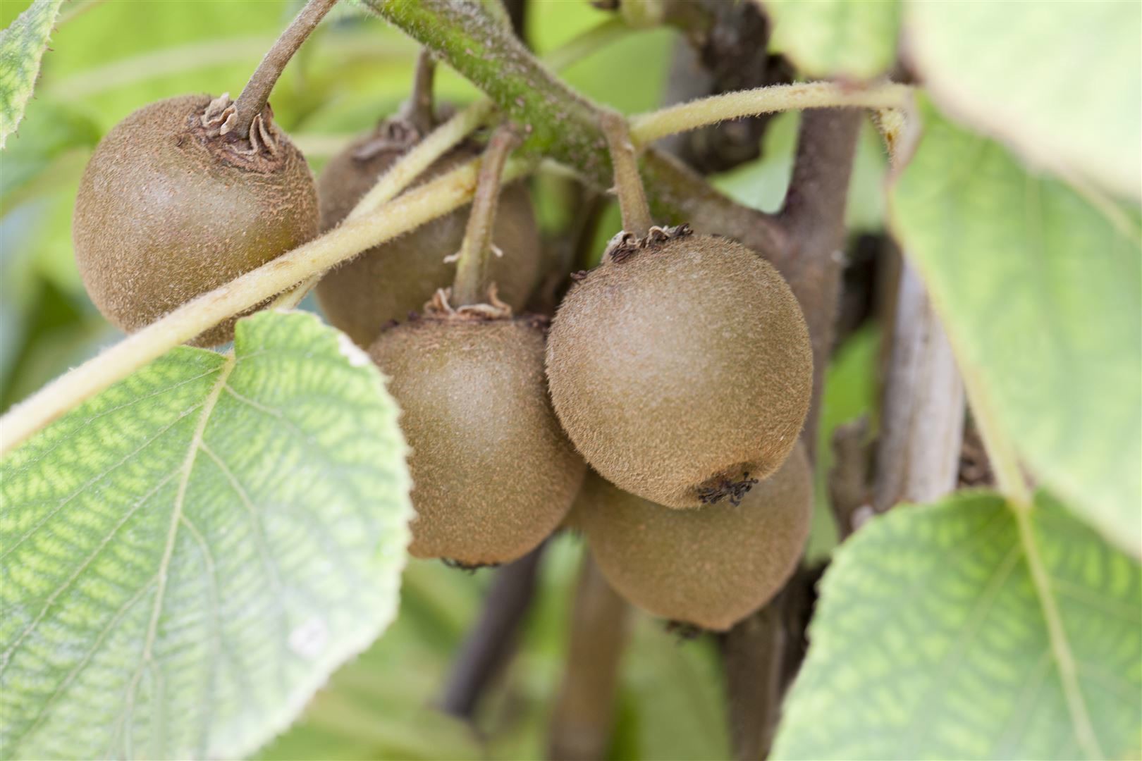 Actinidia chinensis 'Boskoop', Kiwi, 60&ndash;100 cm - Bild 1
