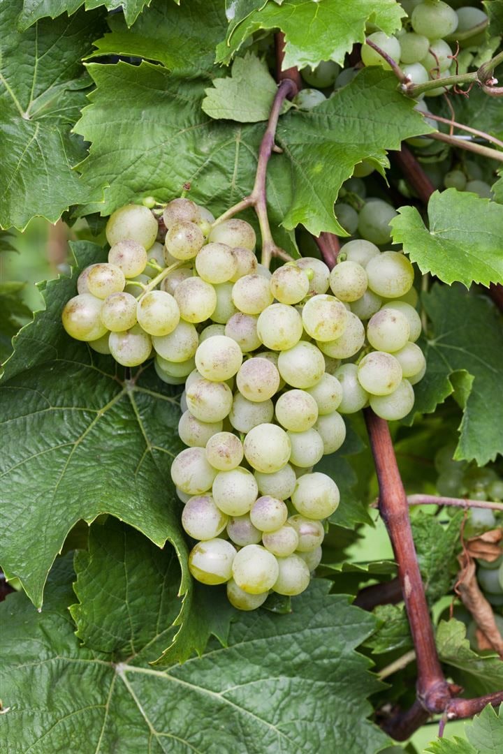 Vitis vinifera 'Millenium', Weinrebe, 80&ndash;100 cm - Bild 1