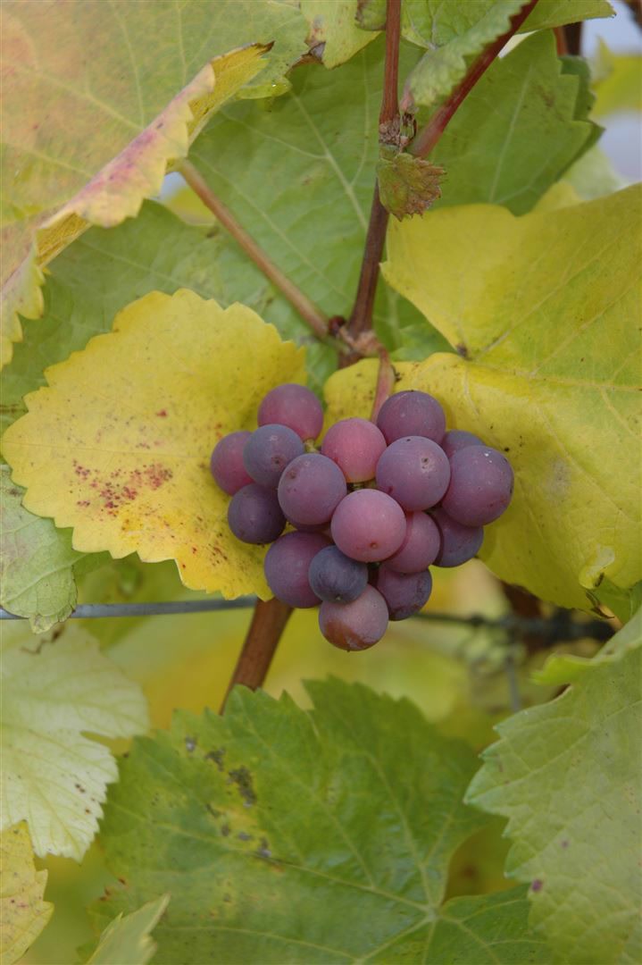 Vitis vinifera, kernlos, rot, 80&ndash;100 cm - Bild 1