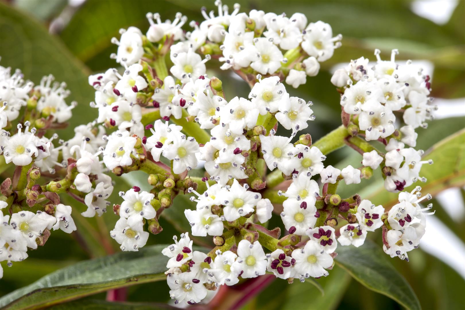 Viburnum davidii, Immergr&uuml;ner Schneeball, 25&ndash;30 cm - Bild 1