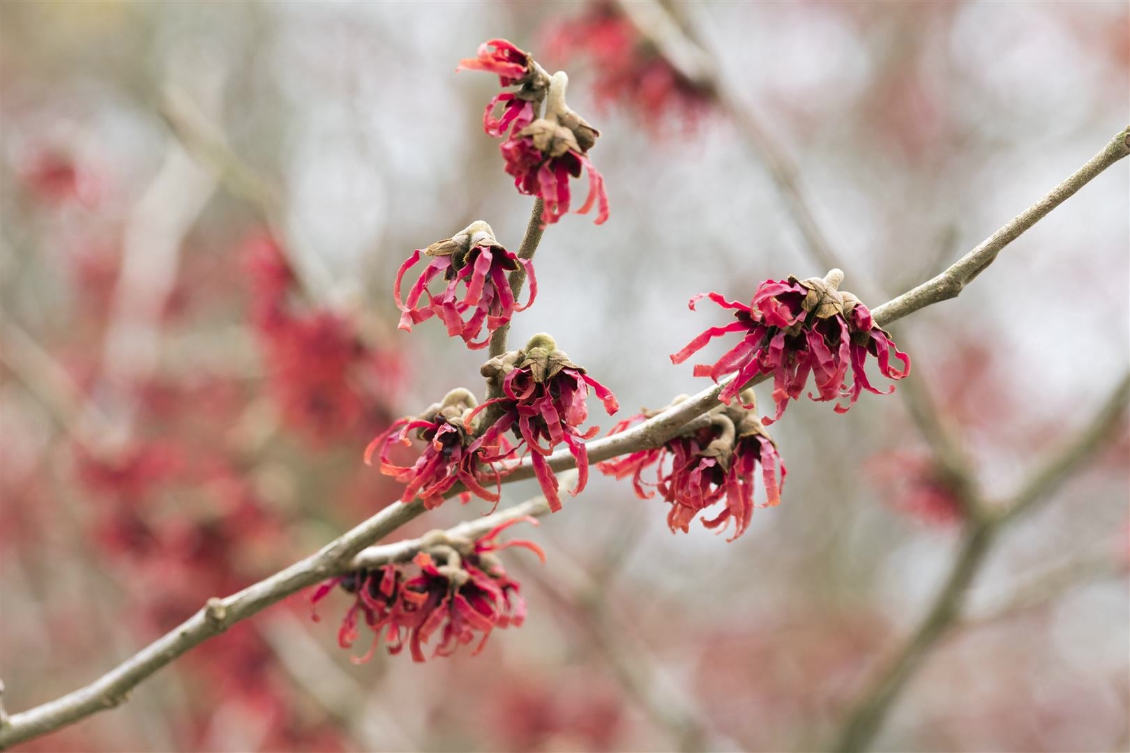 Hamamelis intermedia 'Rubin', Zaubernuss, rubinrot, 40&ndash;60 cm - Bild 1