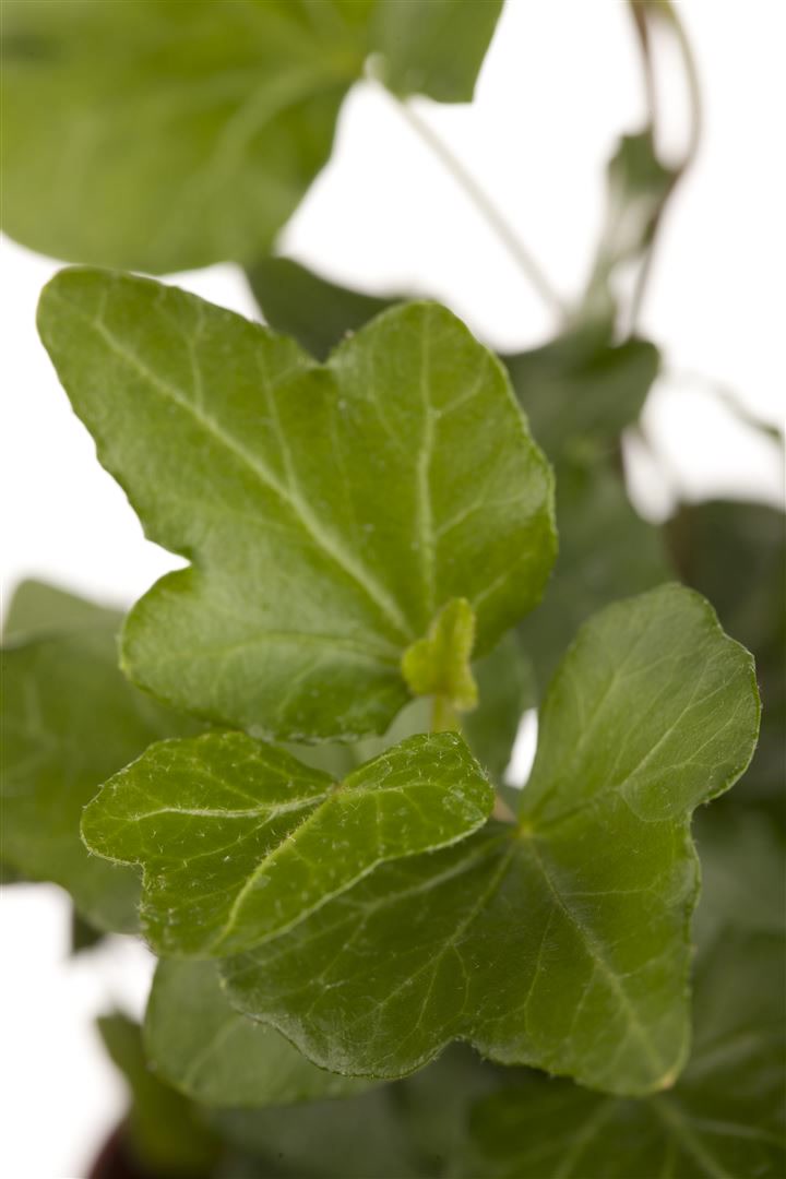 Hedera helix 'Wonder', Efeu, ca. 9x9 cm Topf - Bild 1