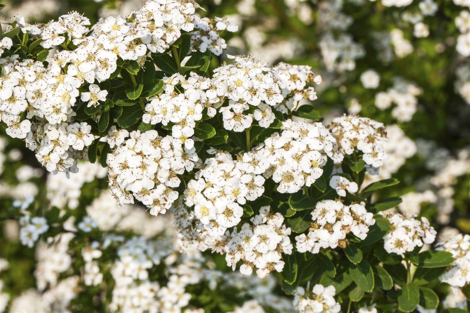 Spiraea nipponica 'Halward's Silver', Japanische Spiere, wei&szlig;, 40&ndash;60 cm - Bild 1
