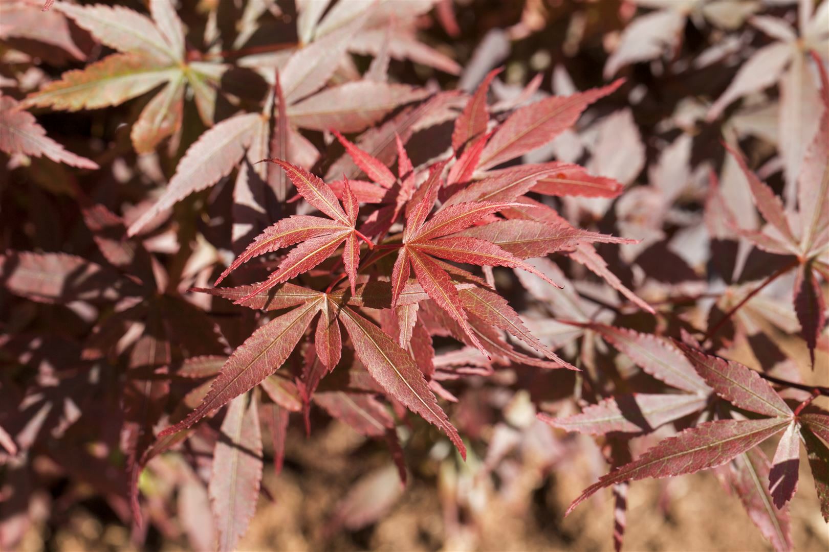 Acer palmatum 'Skeeters Broom', Japanischer Ahorn, 40&ndash;60 cm - Bild 1