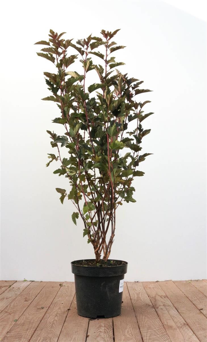 Physocarpus opulifolius 'Summer Wine', Blasenspiere, rotlaubig, 80&ndash;100 cm - Bild 1