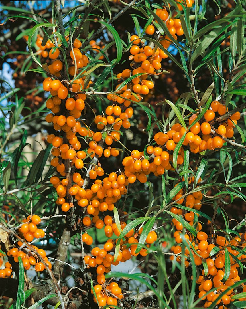 Hippophae rhamnoides 'Friesdorfer Orange', Sanddorn, orange, 40&ndash;60 cm - Bild 1