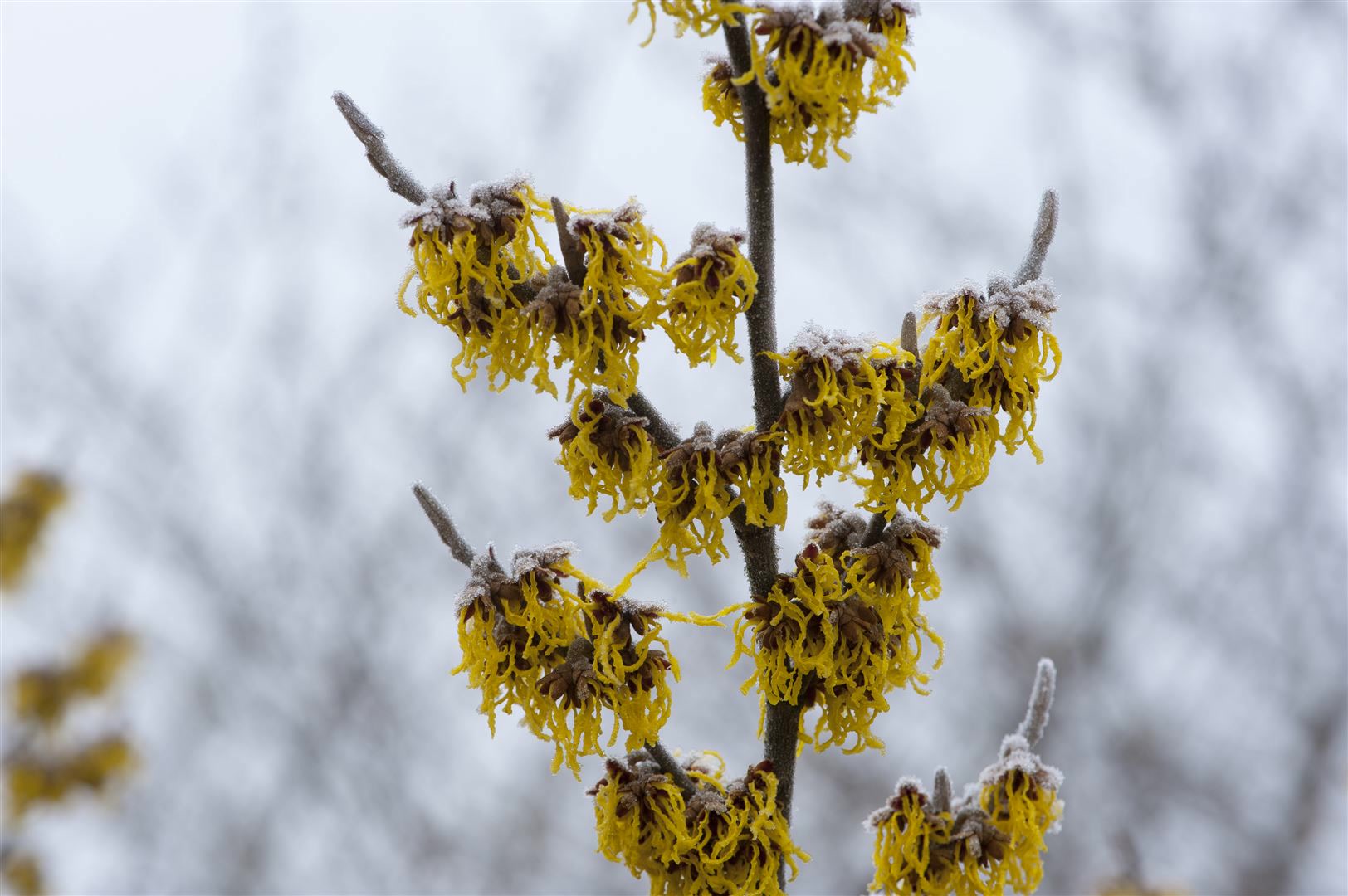 Hamamelis intermedia 'Barmstedt's Gold', Zaubernuss, gelb, 60&ndash;80 cm - Bild 1