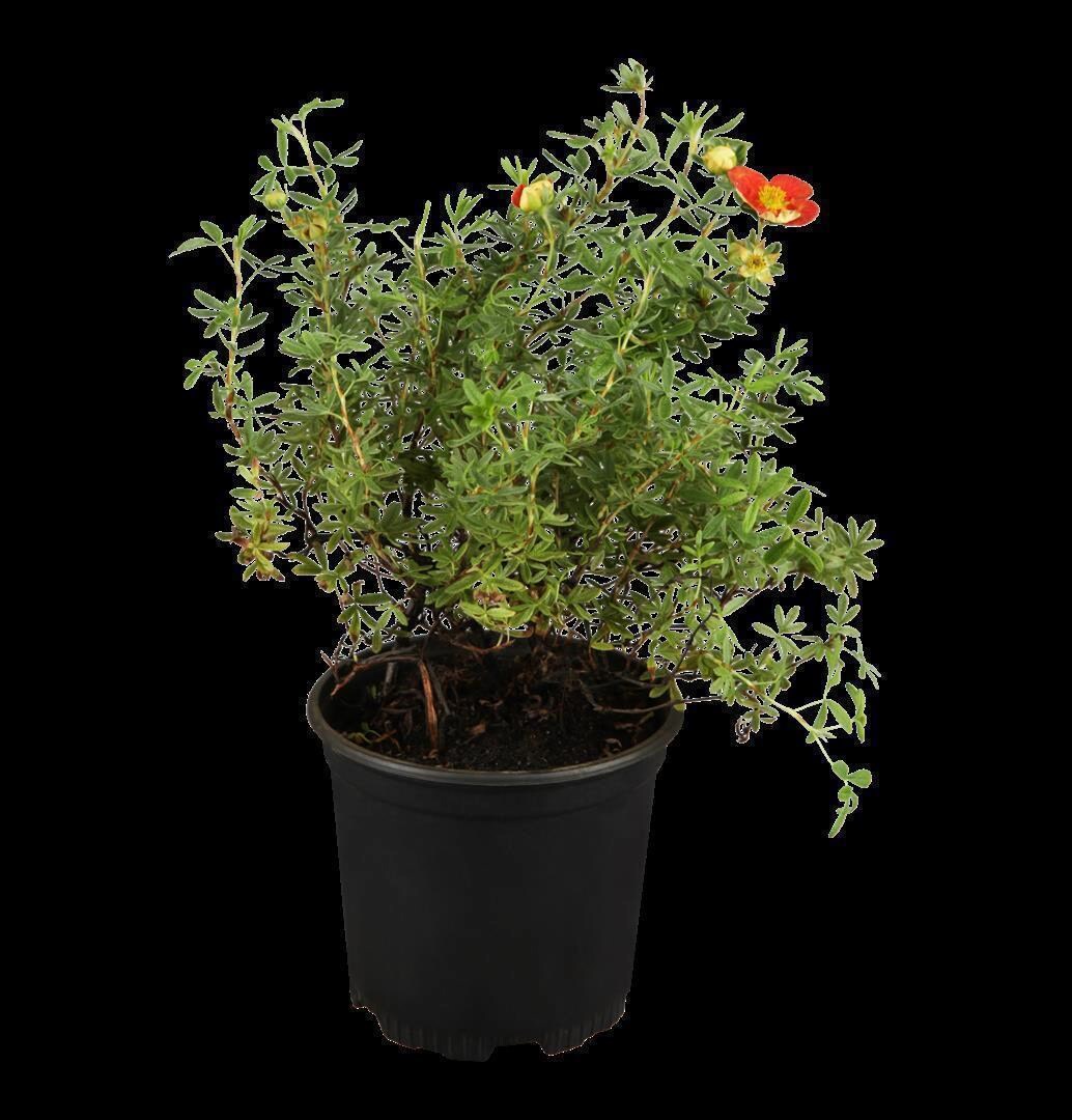 Potentilla 'rot', Fingerstrauch, ca. 9x9 cm Topf - Bild 1