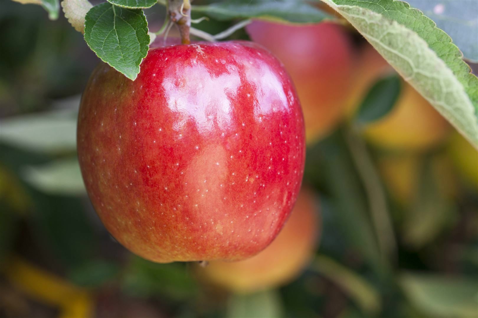 Malus 'Braeburn', Apfelbaum, 150&ndash;200 cm - Bild 1