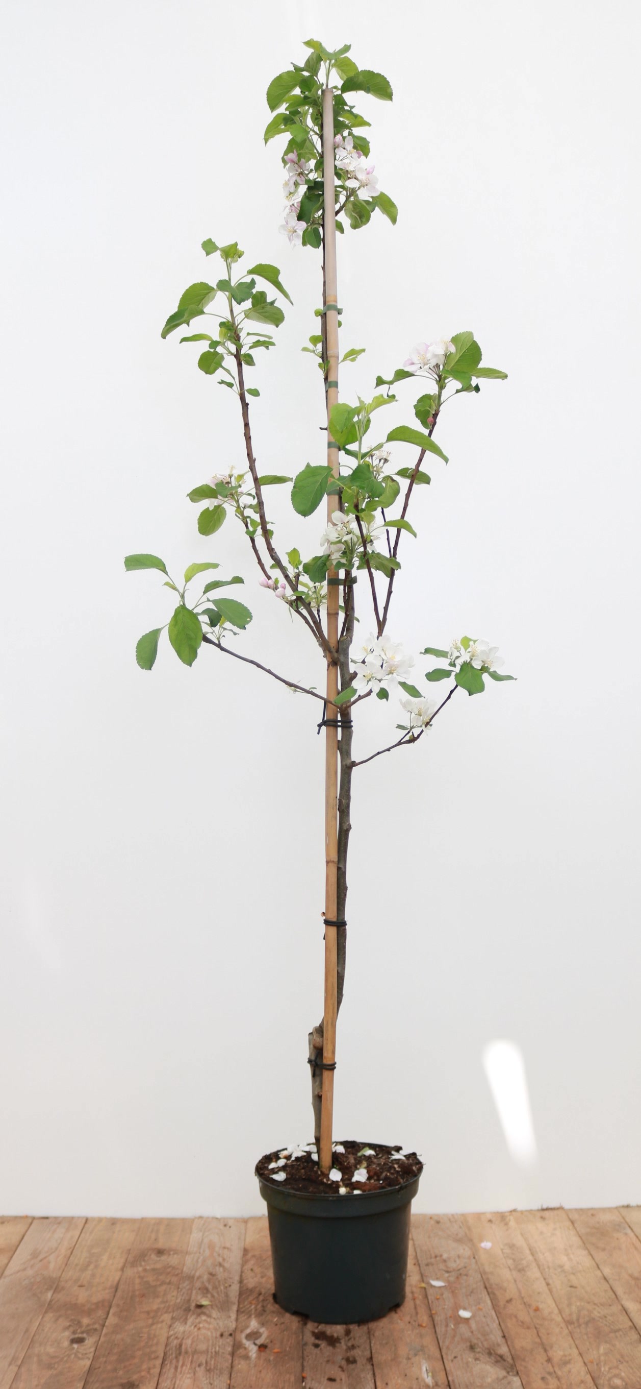 Malus 'Elstar', Apfelbaum, 150&ndash;200 cm, saftig-s&uuml;&szlig; - Bild 1