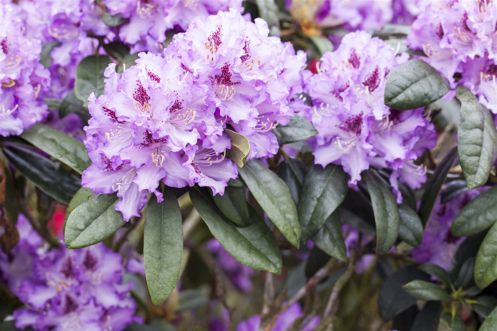 Rhododendron Hybr. 'Blue Peter', blauviolett, 30&ndash;40 cm - Bild 1