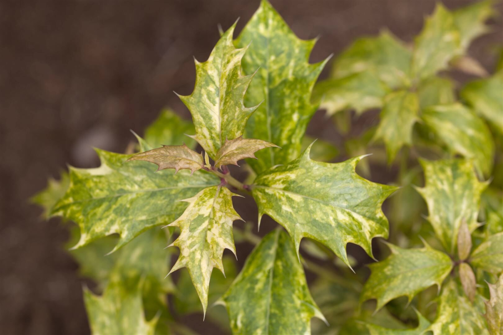 Osmanthus heterophyllus ‚Tricolor‘, Duftblüte, buntes Laub, 20–25 cm | 04063654232094