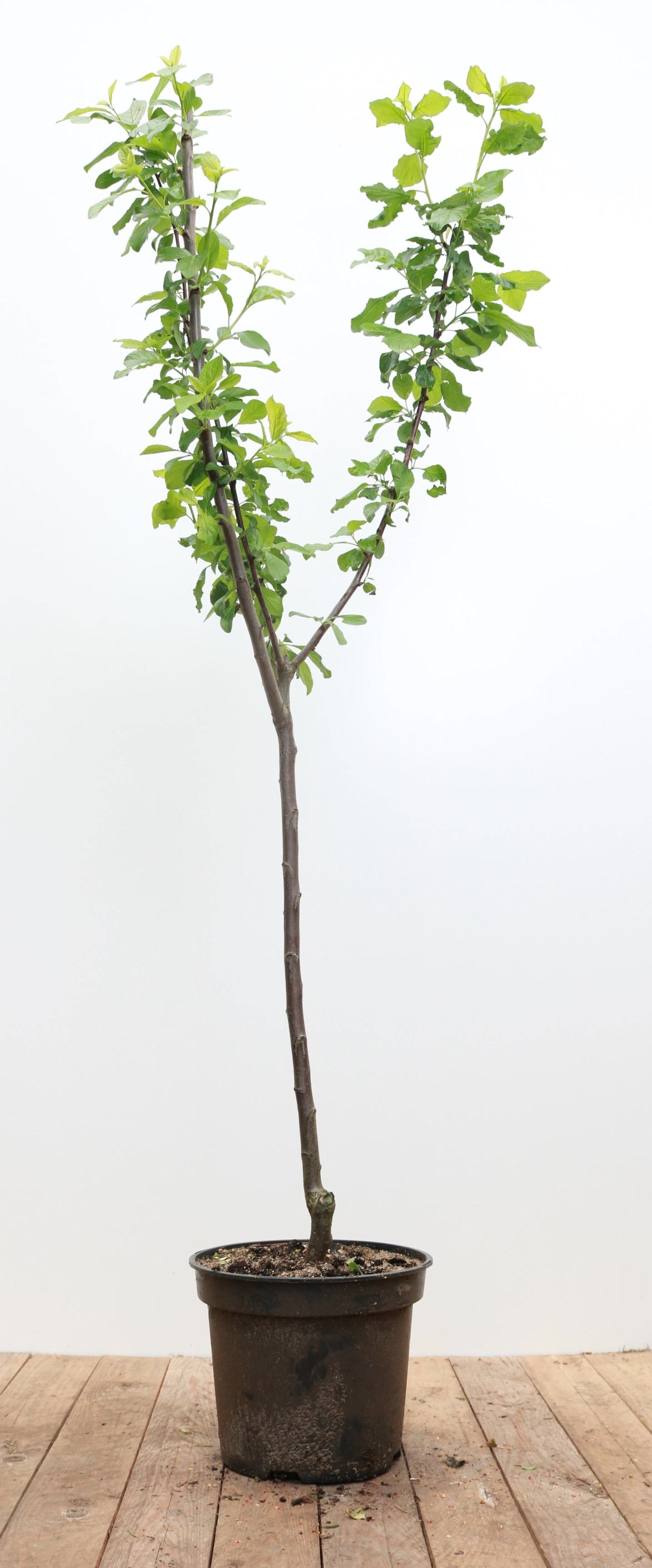 Prunus domestica 'Opal', Pflaume, s&uuml;&szlig;, 150&ndash;200 cm - Bild 1