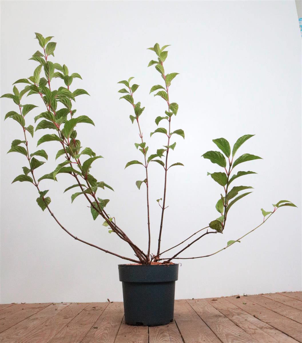 Viburnum bodnantense 'Dawn', Duft-Schneeball, rosa Bl&uuml;ten, 60&ndash;80 cm - Bild 1