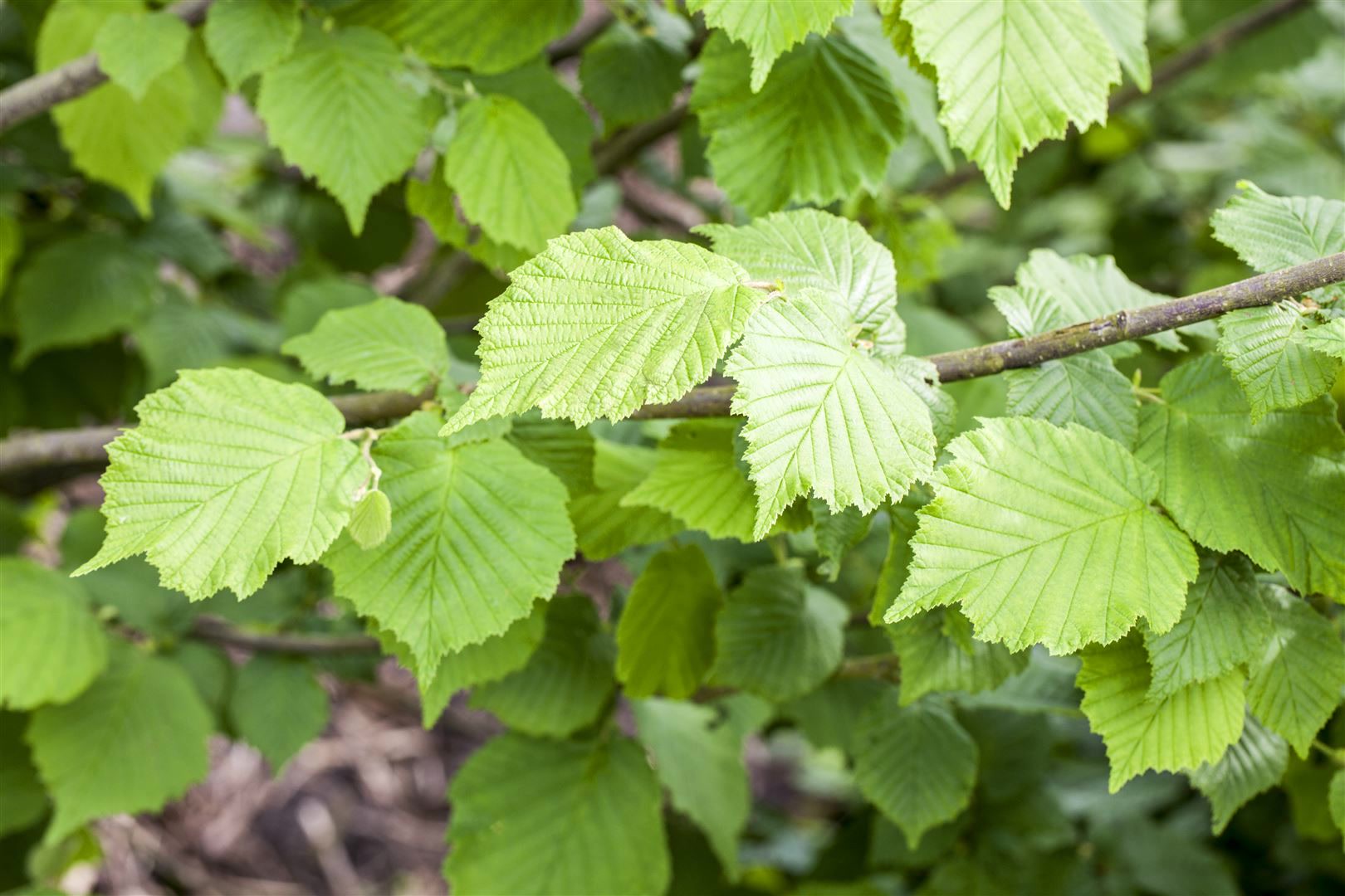 Corylus avellana 'Nottinghams Fr&uuml;heste', Haselnuss, 60&ndash;100 cm - Bild 1