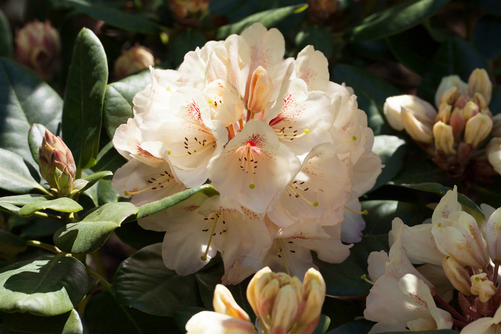 Rhododendron Hybr. 'Goldbukett', gelb, 30&ndash;40 cm - Bild 1