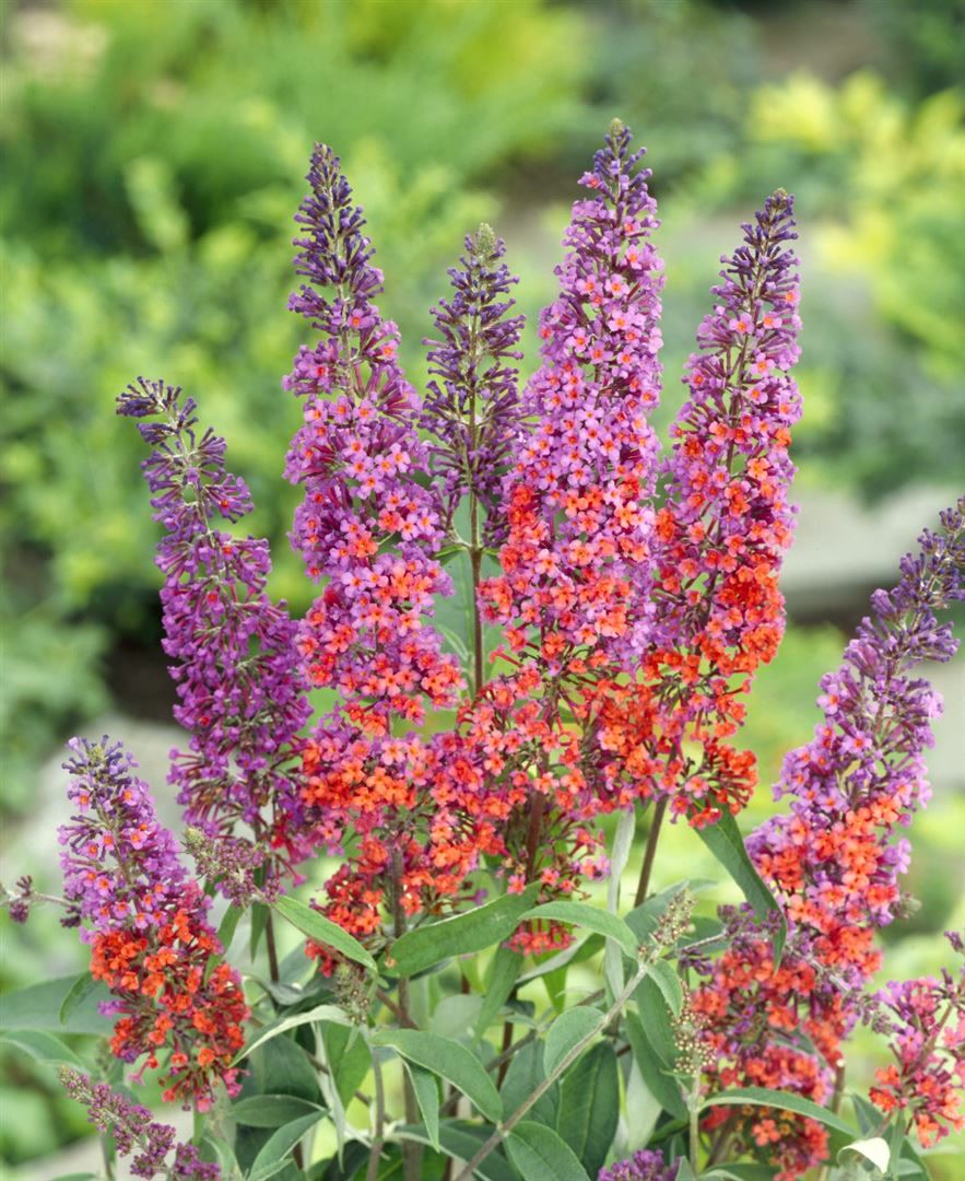 Buddleja davidii 'Flower Power', Schmetterlingsflieder, bunt, 40&ndash;60 cm - Bild 1