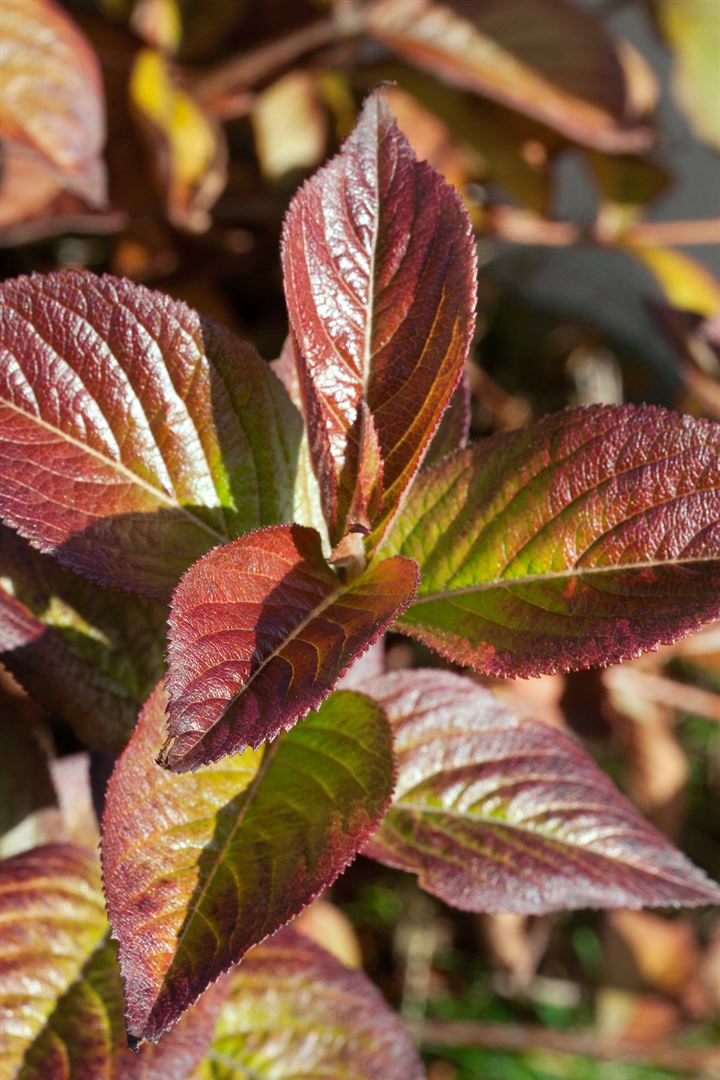 Weigela florida 'Wings of Fire', Weigelie, feuerrot, 40&ndash;60 cm - Bild 1