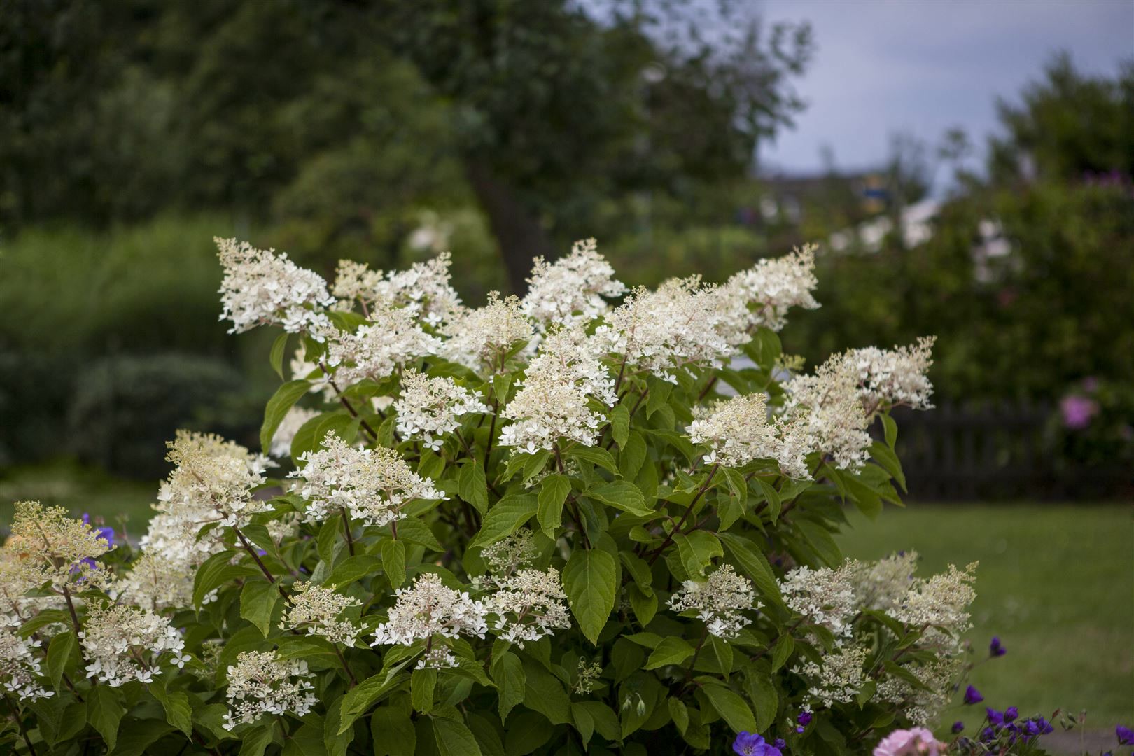 Hydrangea paniculata 'Unique', Rispenhortensie, wei&szlig;, 40&ndash;60 cm - Bild 1