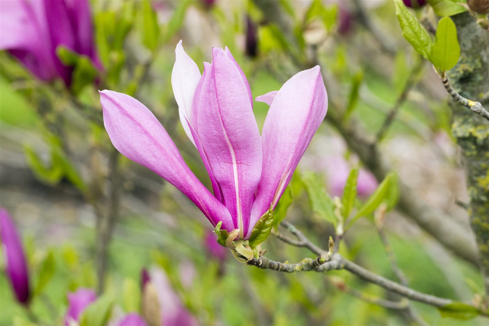 Magnolia liliiflora 'Ricki', Purpur-Magnolie, 40&ndash;60 cm - Bild 1
