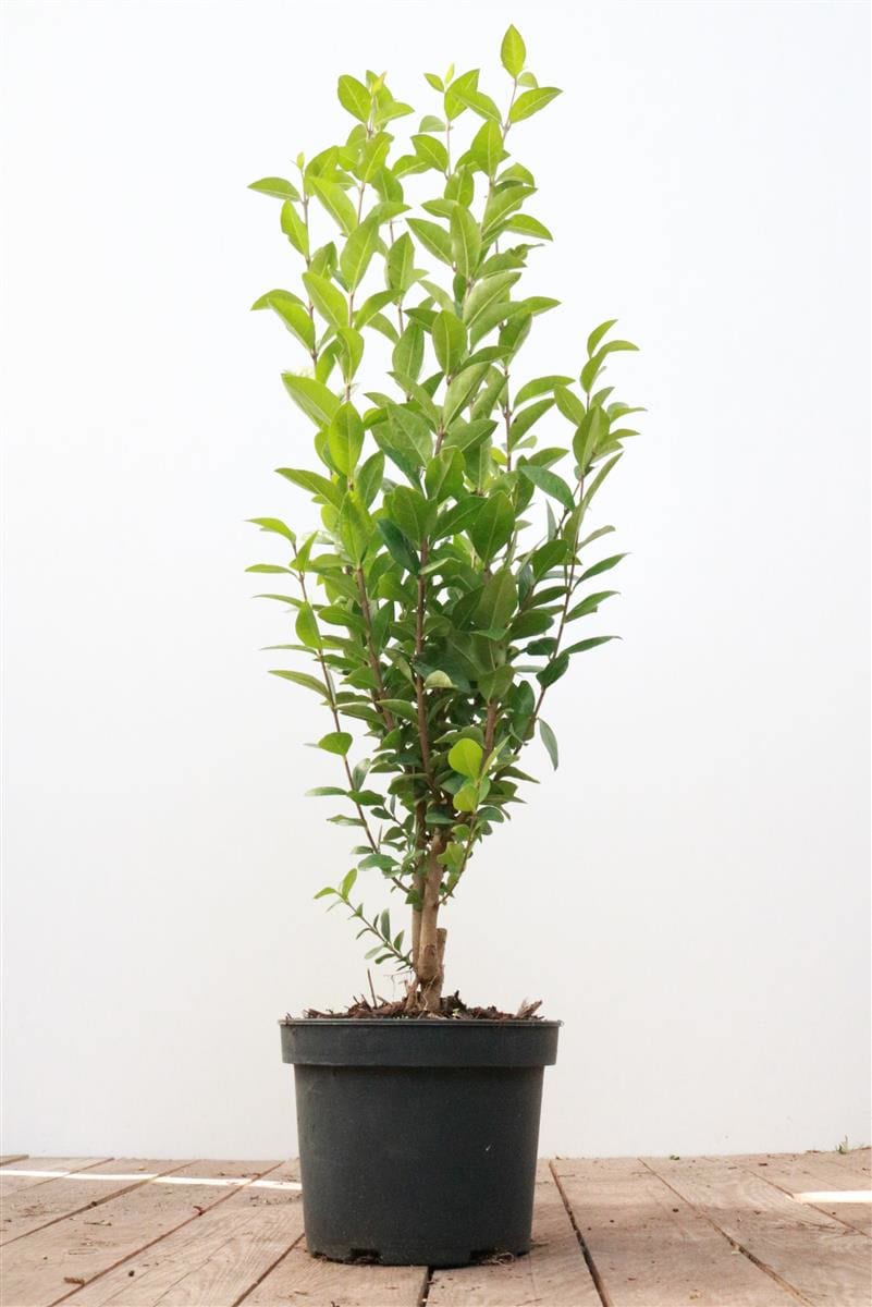 Ligustrum ovalifolium, immergr&uuml;n, 40&ndash;60 cm - Bild 1