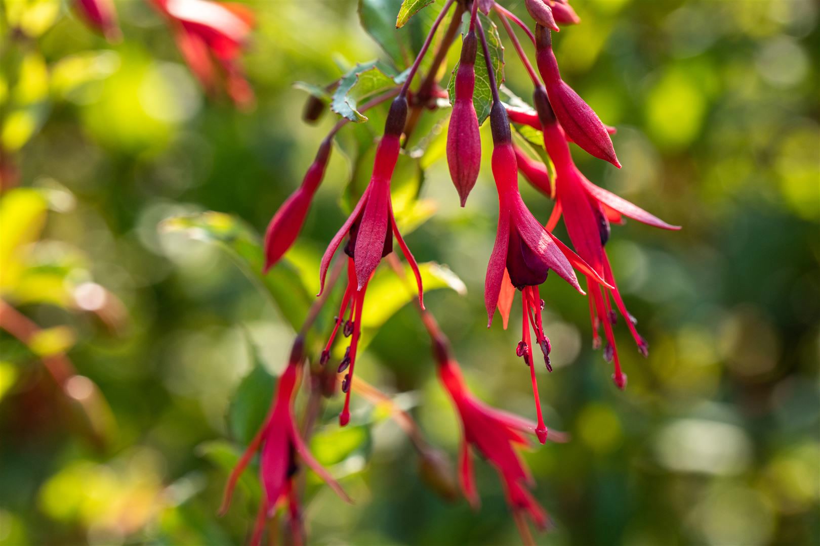 Fuchsia magellanica 'Gracilis', Fuchsie, zweifarbig, 30&ndash;40 cm - Bild 1