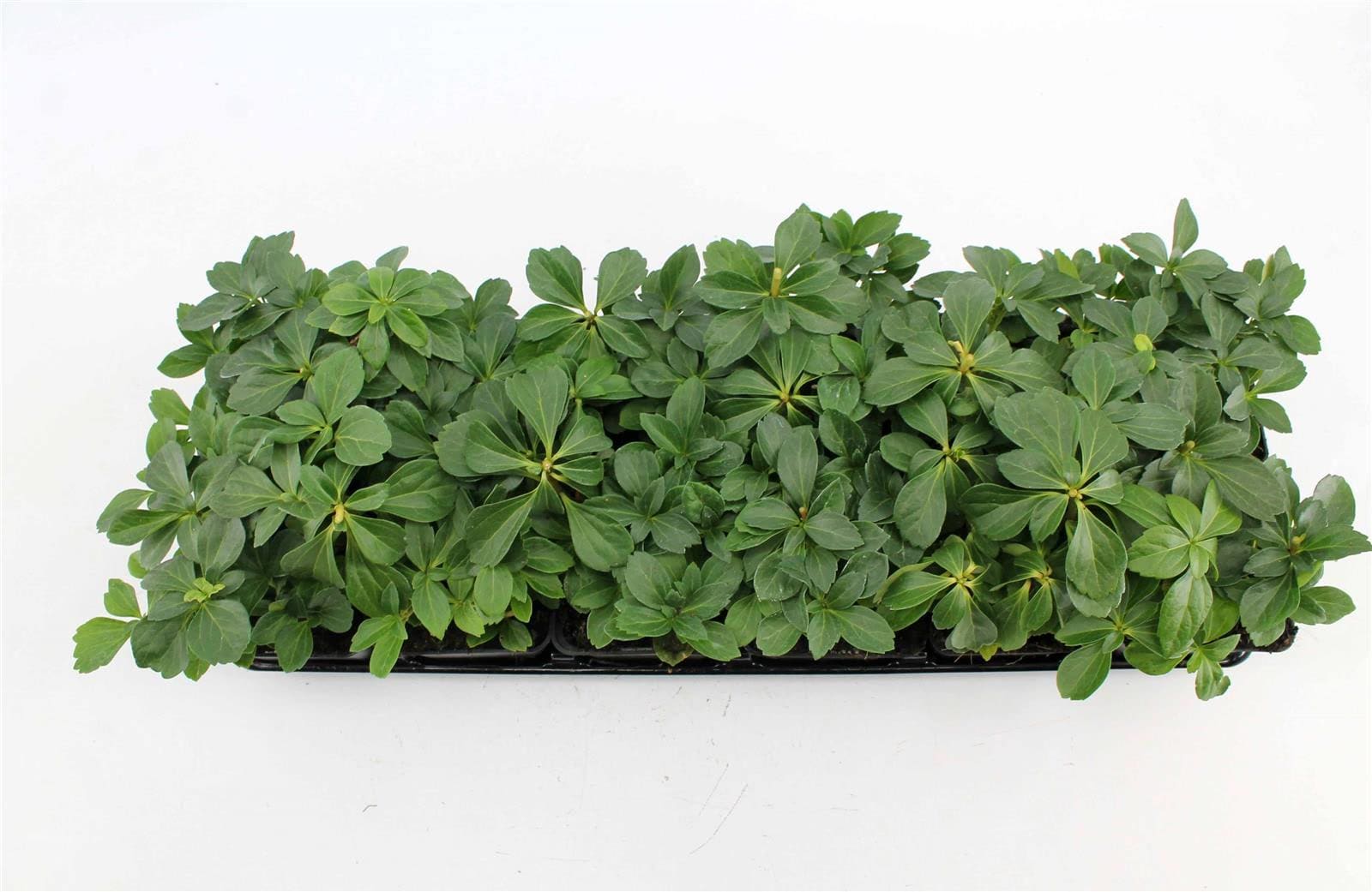 Pachysandra terminalis, Ysander, immergr&uuml;n, ca. 9x9 cm Topf - Bild 1