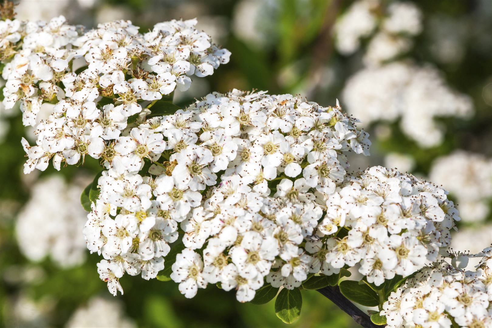 Spiraea nipponica 'Snowmound', Japanische Spiere, wei&szlig;, 40&ndash;60 cm - Bild 1