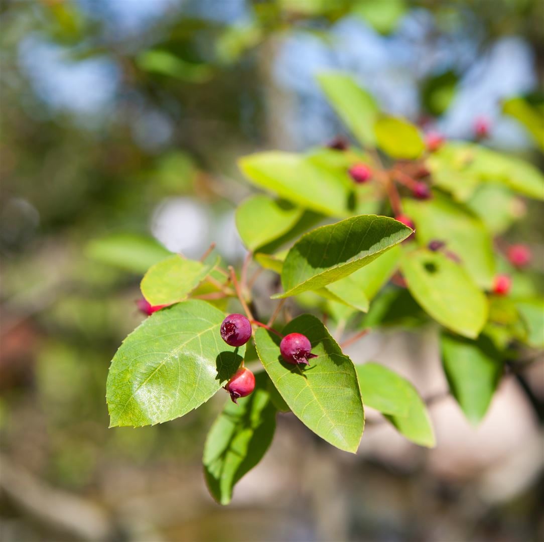 Amelanchier 'Prince William', Felsenbirne, 50&ndash;60 cm - Bild 1