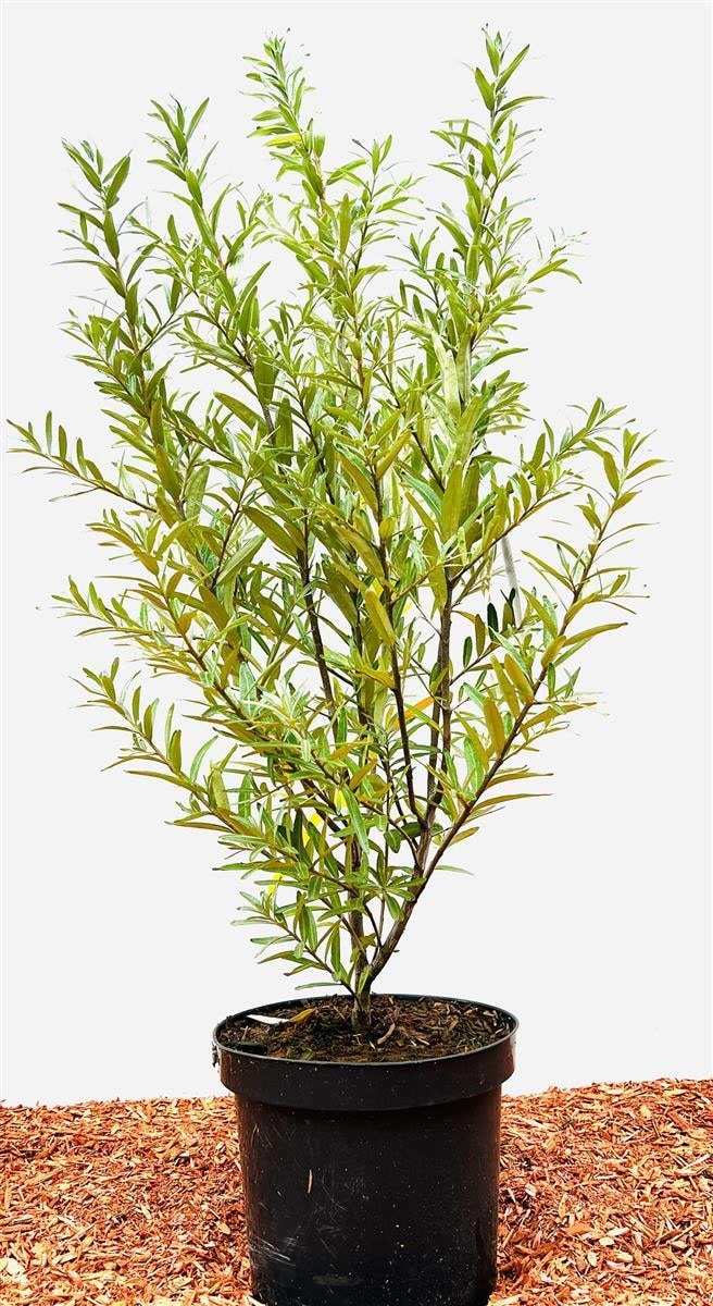 Hippophae rhamnoides 'Leikora', Sanddorn, orange Beeren, 60&ndash;100 cm - Bild 1