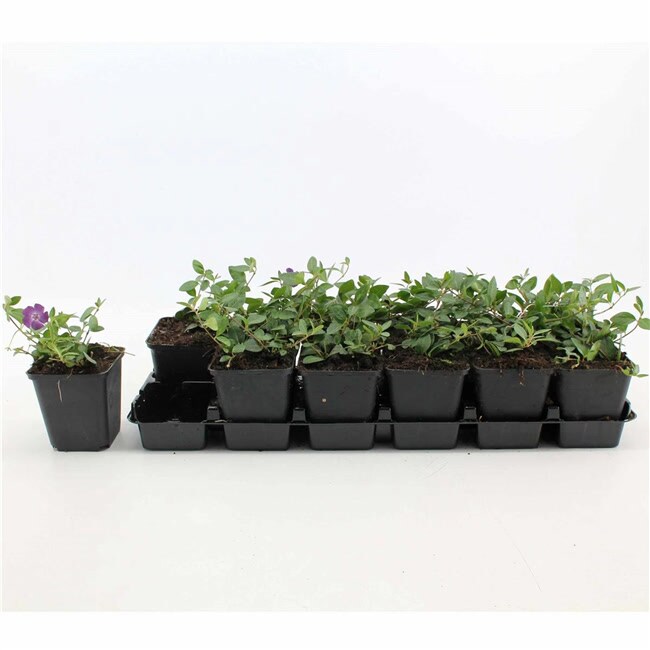 Vinca minor 'Rubra', Immergr&uuml;n, rosa Bl&uuml;ten, ca. 9x9 cm Topf - Bild 1