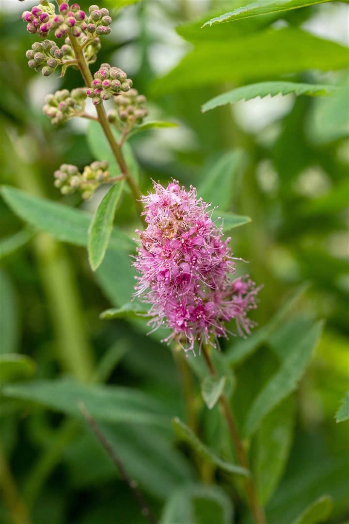 Spiraea billardii 'Triumphans', Prachtspiere, rosa Bl&uuml;ten, 60&ndash;100 cm - Bild 1