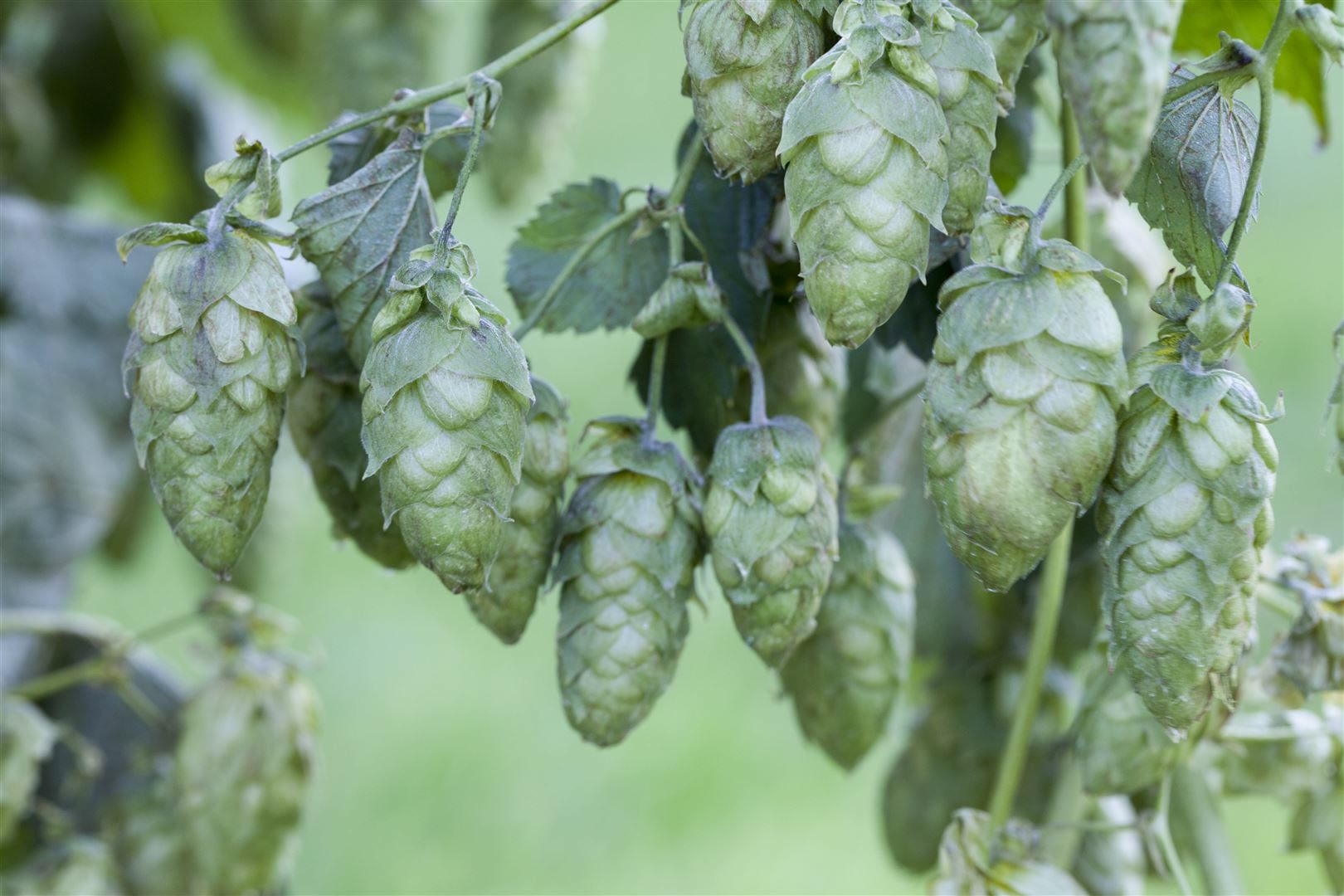 Humulus lupulus, Hopfen, 40&ndash;60 cm - Bild 1