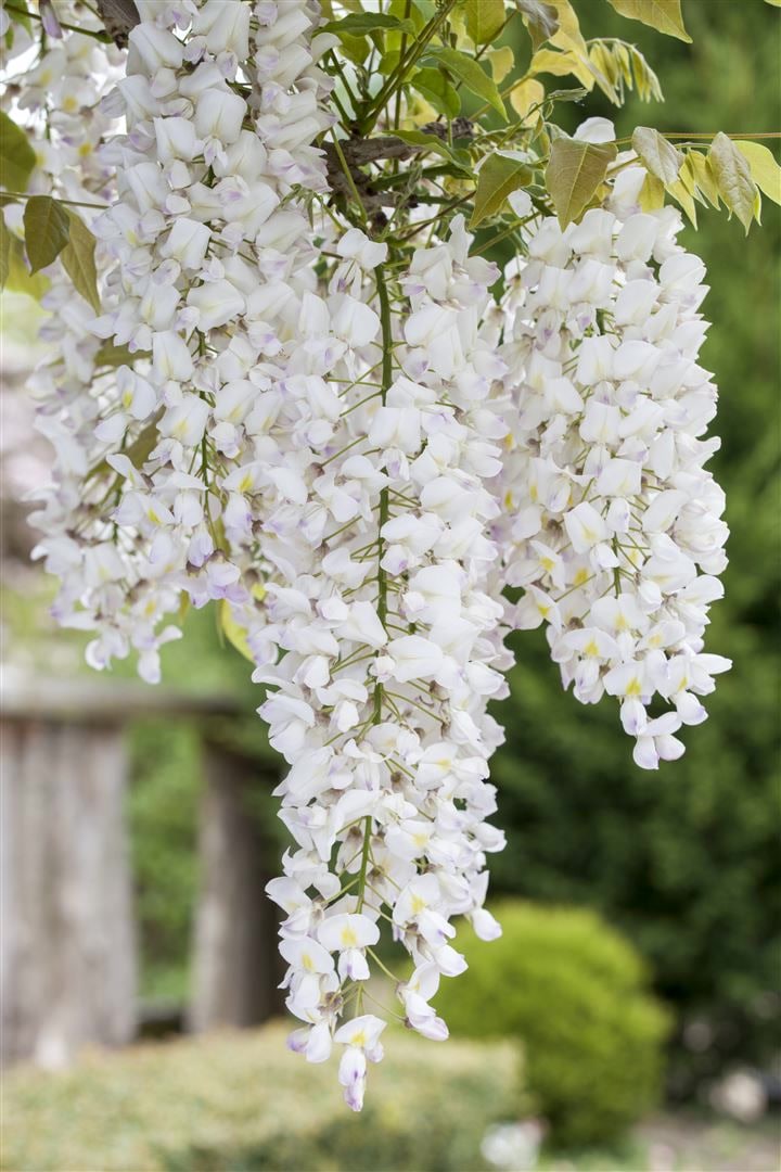 Wisteria frutescens 'Nivea', Amerikanische Glyzinie, wei&szlig;, 60&ndash;100 cm - Bild 1