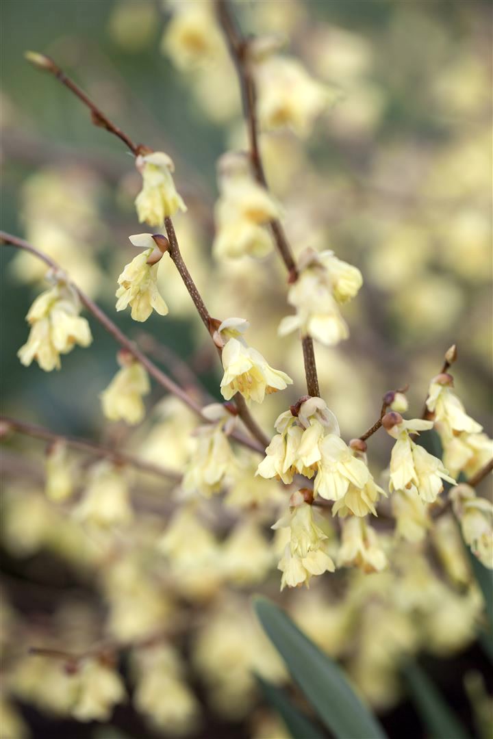Corylopsis pauciflora, Scheinhasel, zartgelb, 40&ndash;60 cm - Bild 1