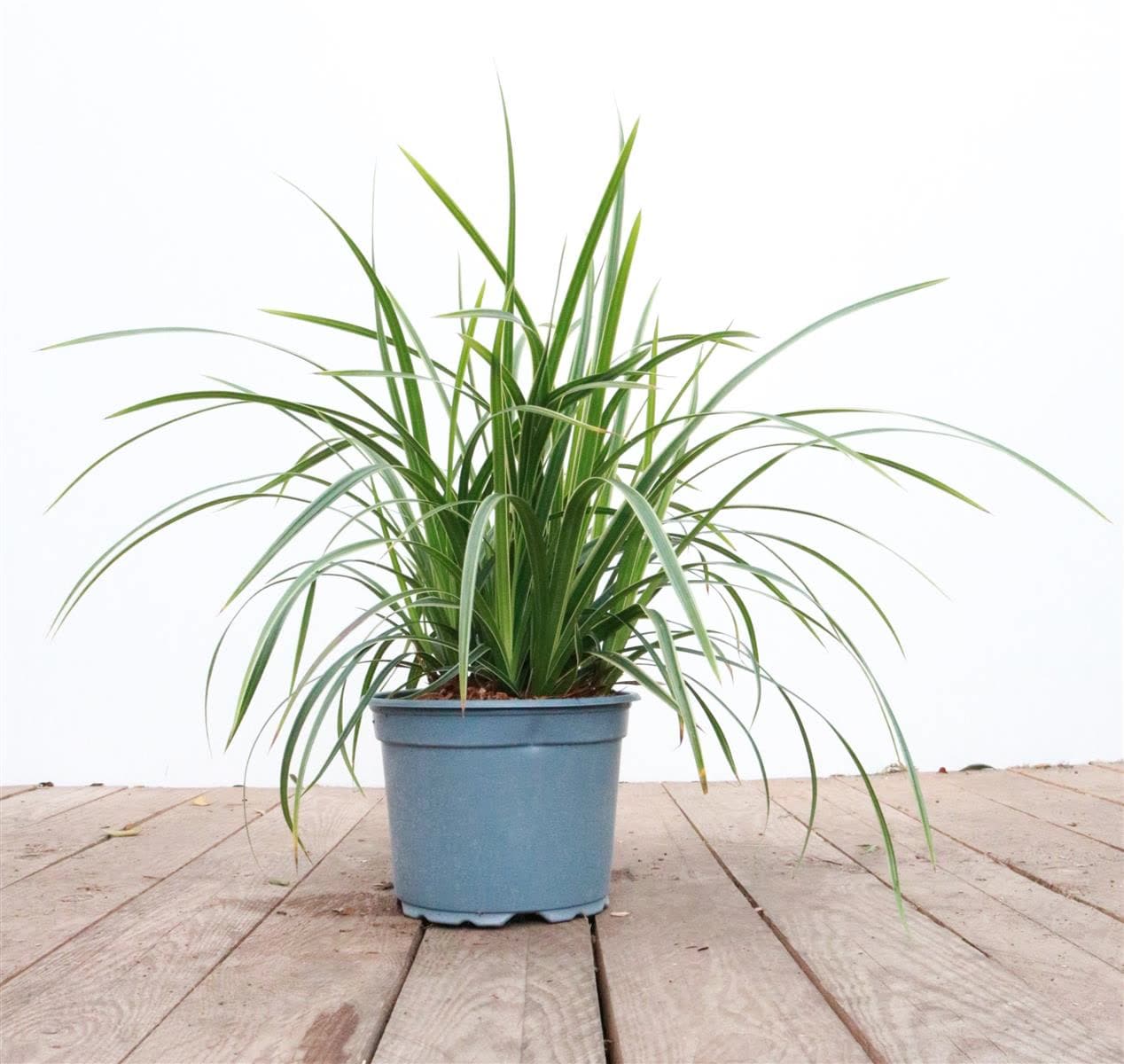 Carex morrowii 'Ice Dance', Japan-Segge, immergr&uuml;n, 2 Liter Container - Bild 1