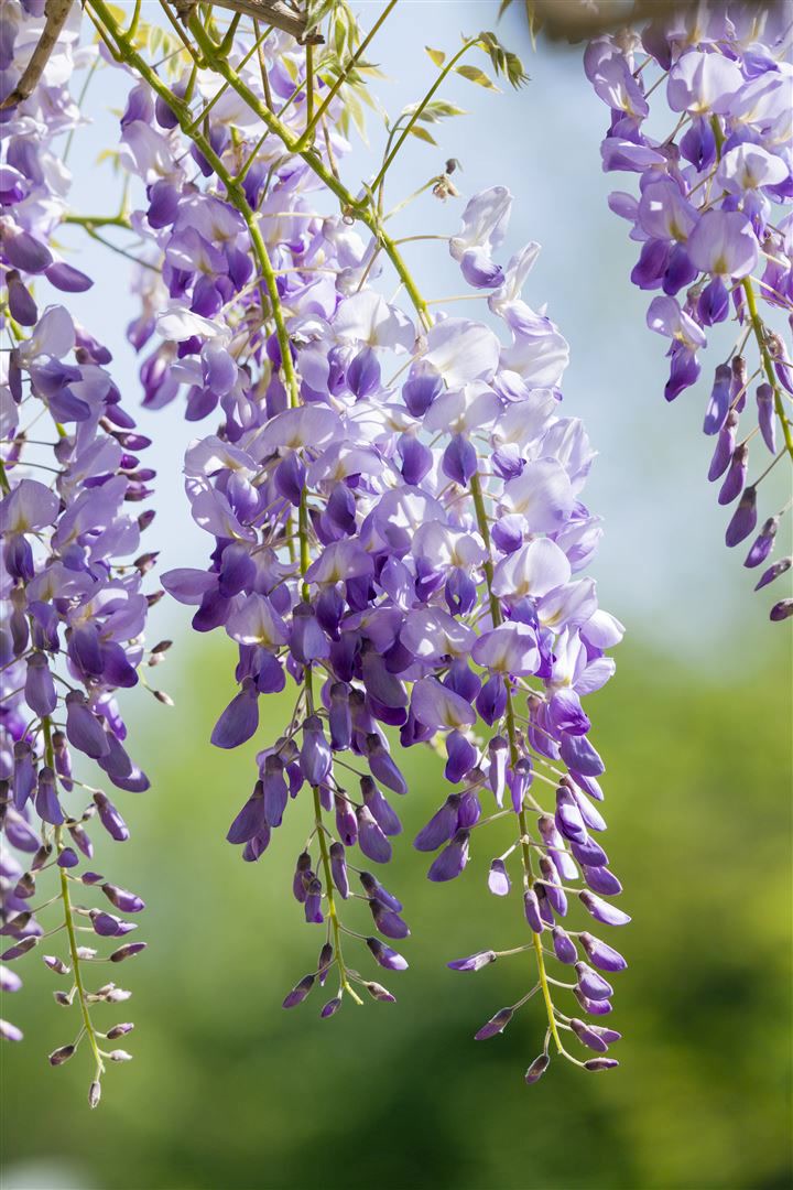Wisteria sinensis 'Prolific', Chinesischer Blauregen, 60&ndash;100 cm - Bild 1