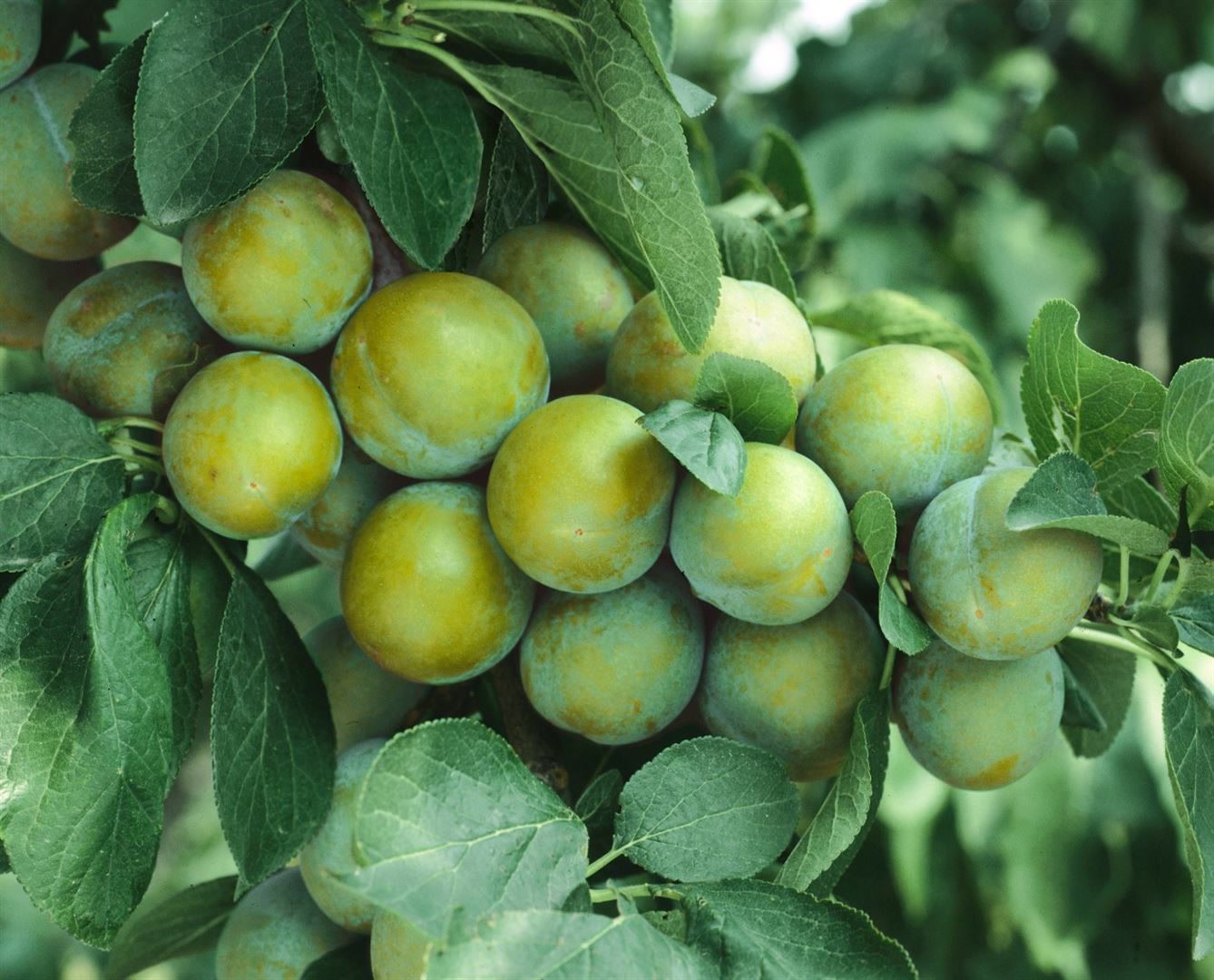 Prunus domestica 'Ontario', Pflaume, 150&ndash;200 cm - Bild 1