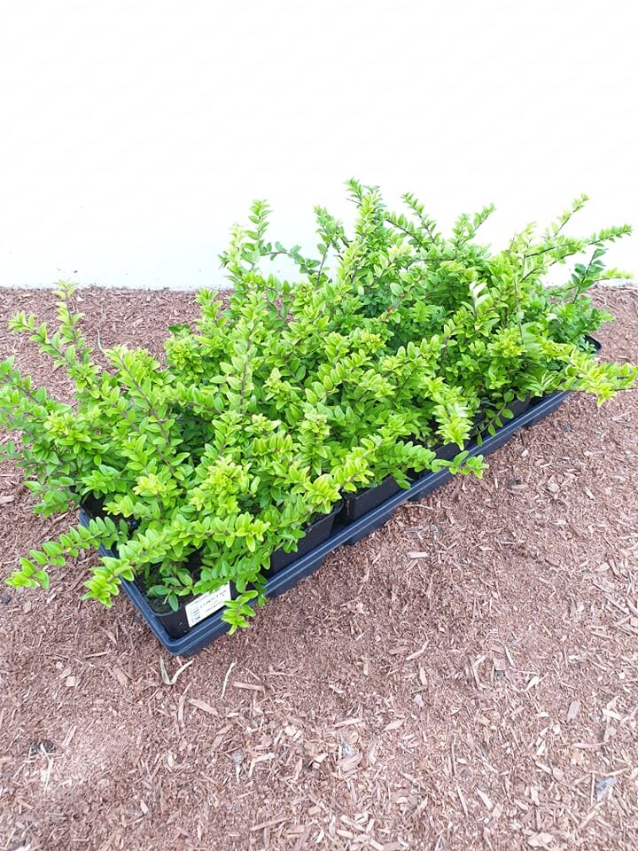 Lonicera nitida 'Maigr&uuml;n', Heckenmyrte, immergr&uuml;n, ca. 9x9 cm Topf - Bild 1