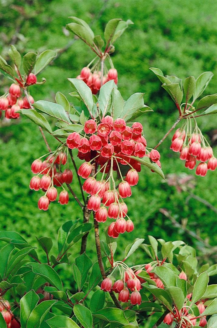 Enkianthus campanulatus 'Ruby Glow', Glockenstrauch, rot, 30&ndash;40 cm - Bild 1