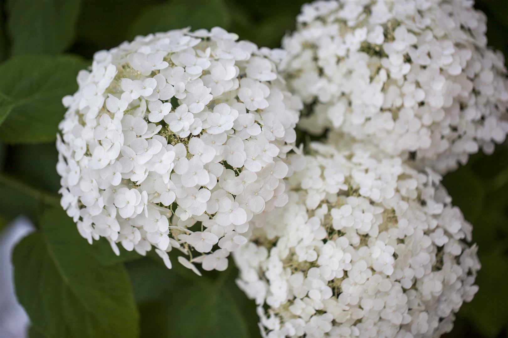 Hydrangea arborescens 'Strong Annabelle', Schneeballhortensie, wei&szlig;, 40&ndash;60 cm - Bild 1