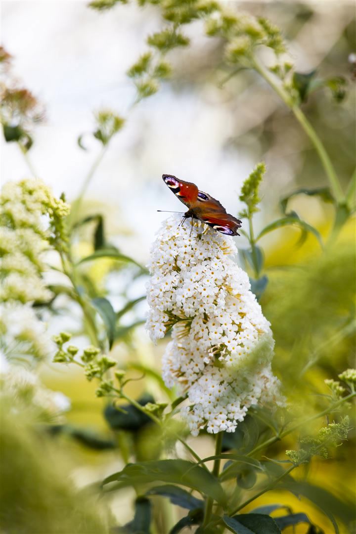 Buddleja 'Peace', Schmetterlingsflieder, wei&szlig;, 80&ndash;100 cm - Bild 1