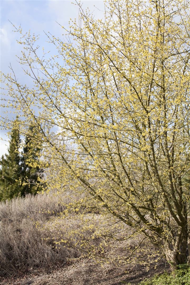 Cornus mas, Kornelkirsche, 40&ndash;60 cm, gelbe Bl&uuml;ten - Bild 1
