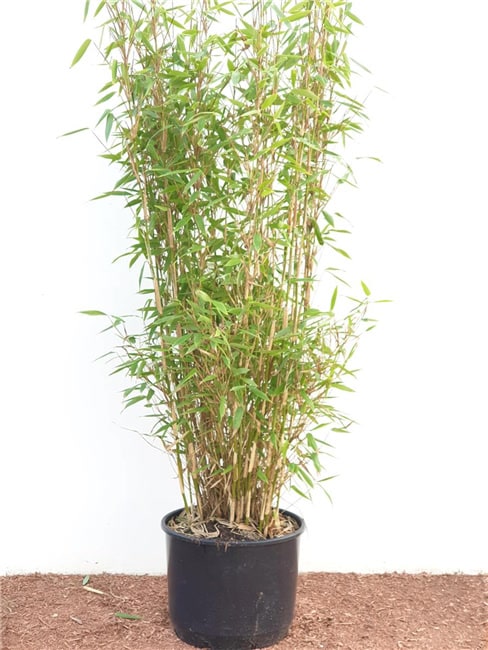 Fargesia murieliae 'Jumbo', Bambus, immergr&uuml;n, 60&ndash;100 cm - Bild 1