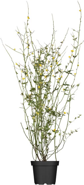 Kerria japonica 'Pleniflora', Ranunkelstrauch, gelb, 60&ndash;100 cm - Bild 1